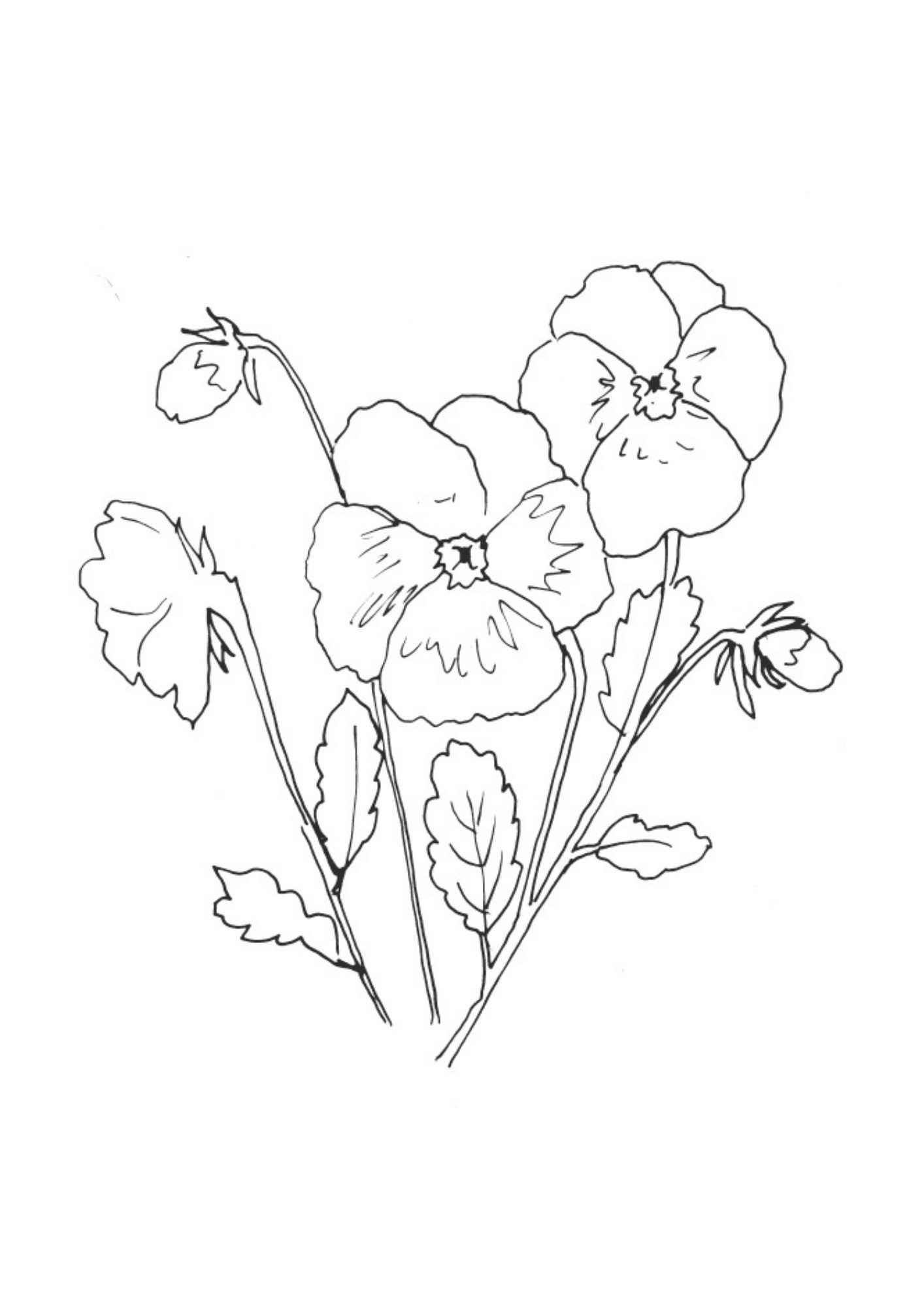 KEW GARDENS BEAUTIFUL FLOWERS & PLANTS COLORING BOOK