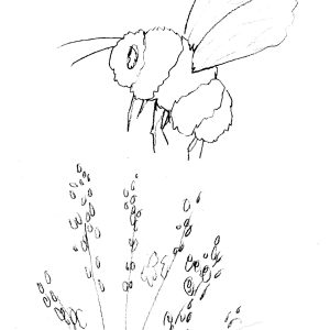 Bumblebee Sketch