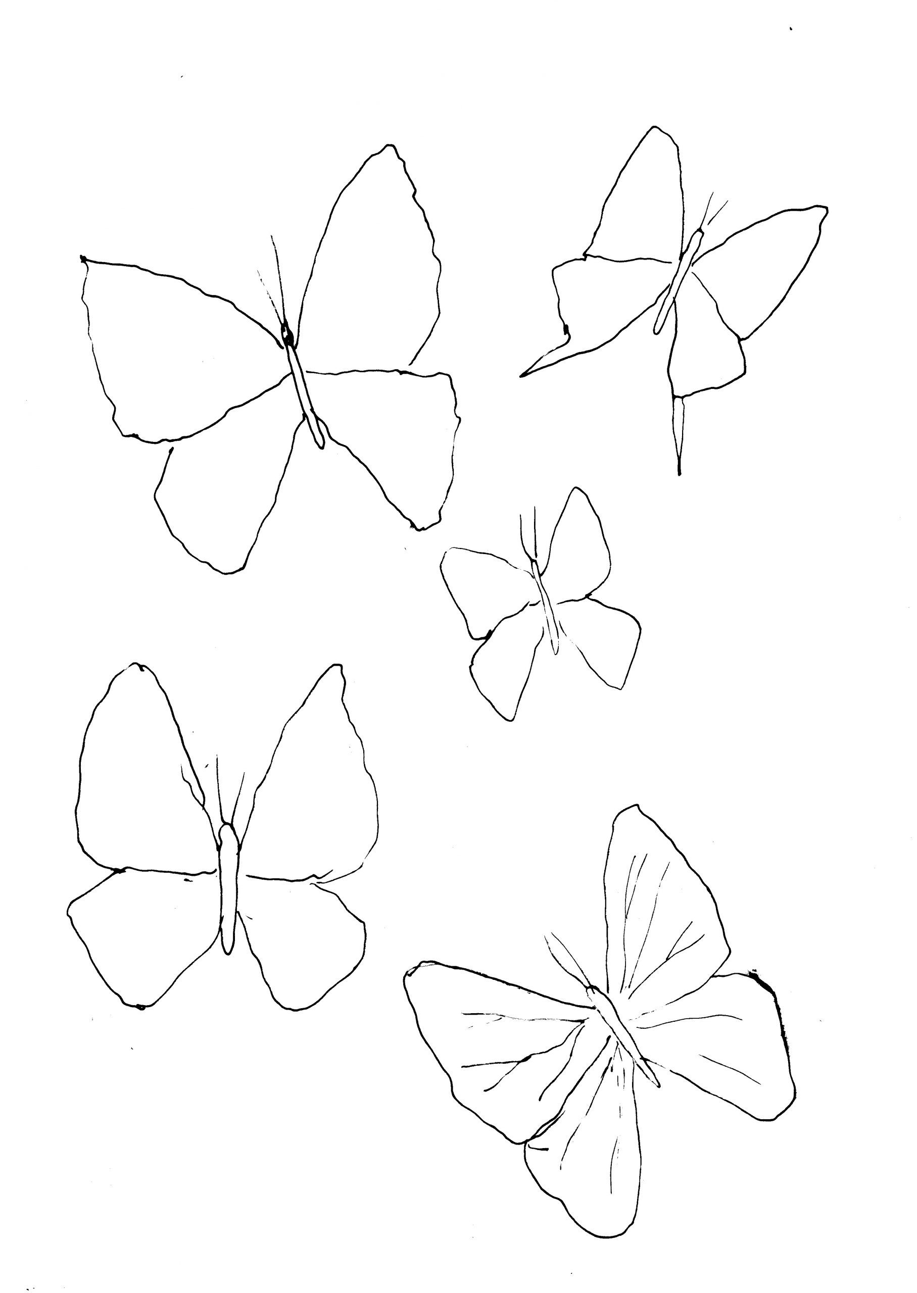 40 Beautiful Simple Butterfly Drawings In Pencil - Hobby Lesson | Flower  sketches, Pencil drawings of flowers, Butterfly sketch