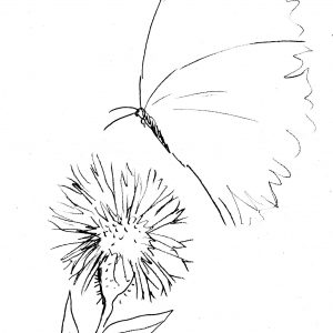 Butterfly on Cornflower Sketch