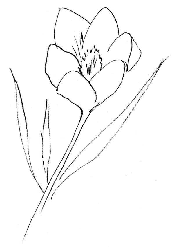 Crocus Sketch