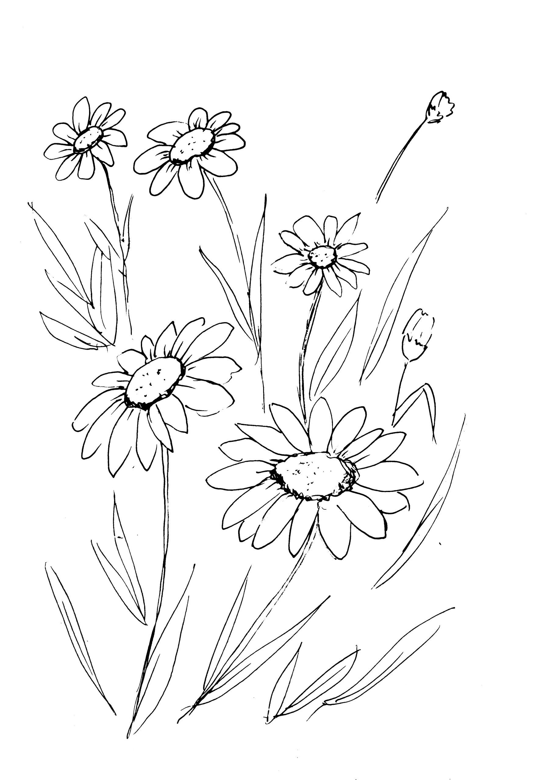 Daisies Sketch Diane Antone Studio – Diane Antone Studio