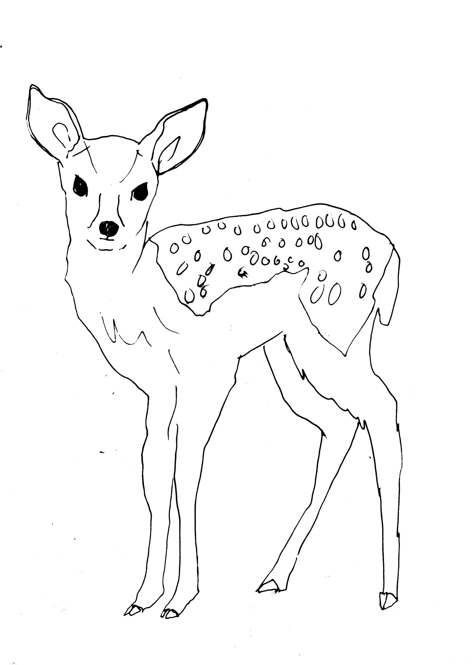 Learn How to Draw a Baby Deer Zoo Animals Step by Step  Drawing Tutorials