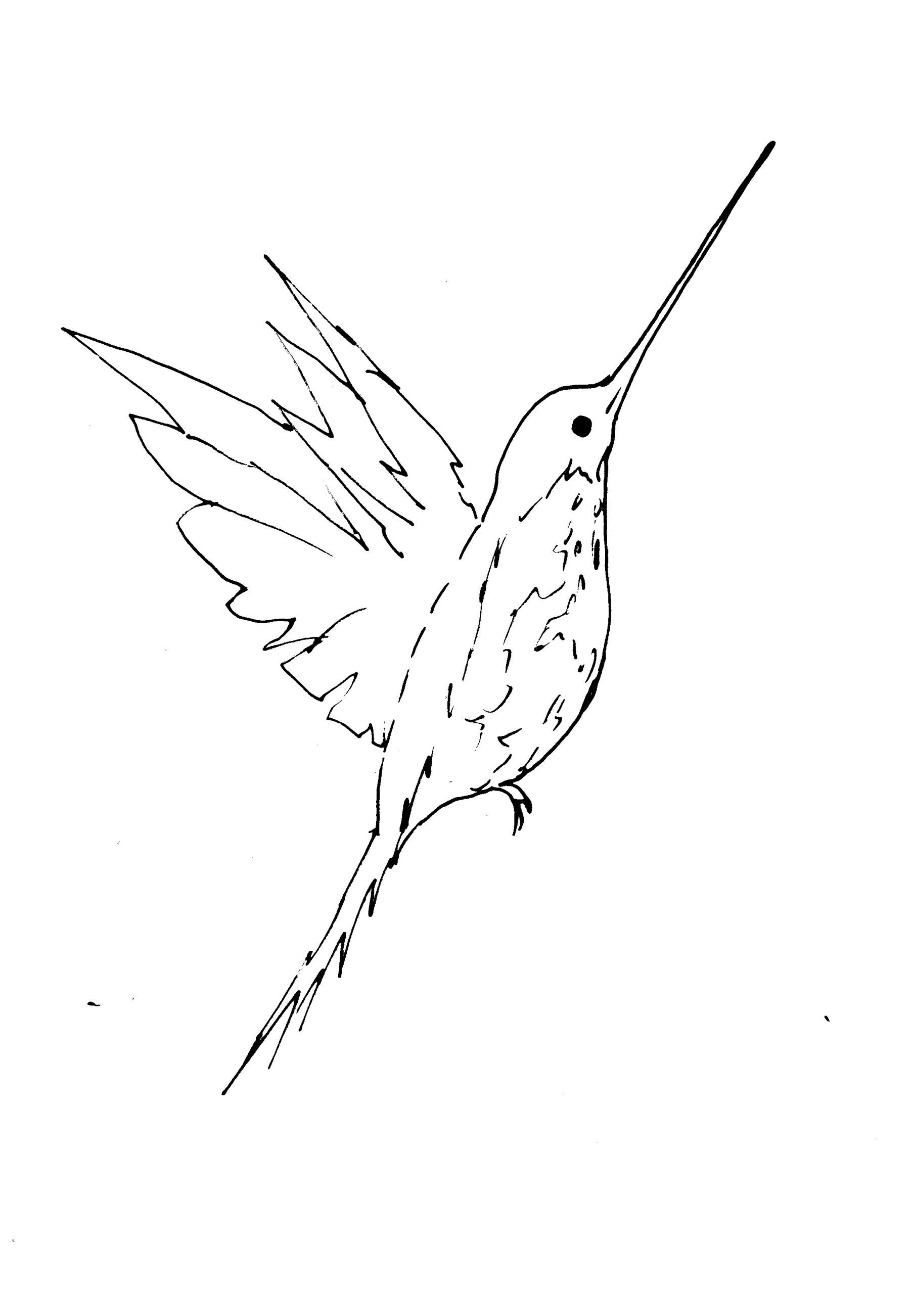 Hummingbird Drawing  ArtBase