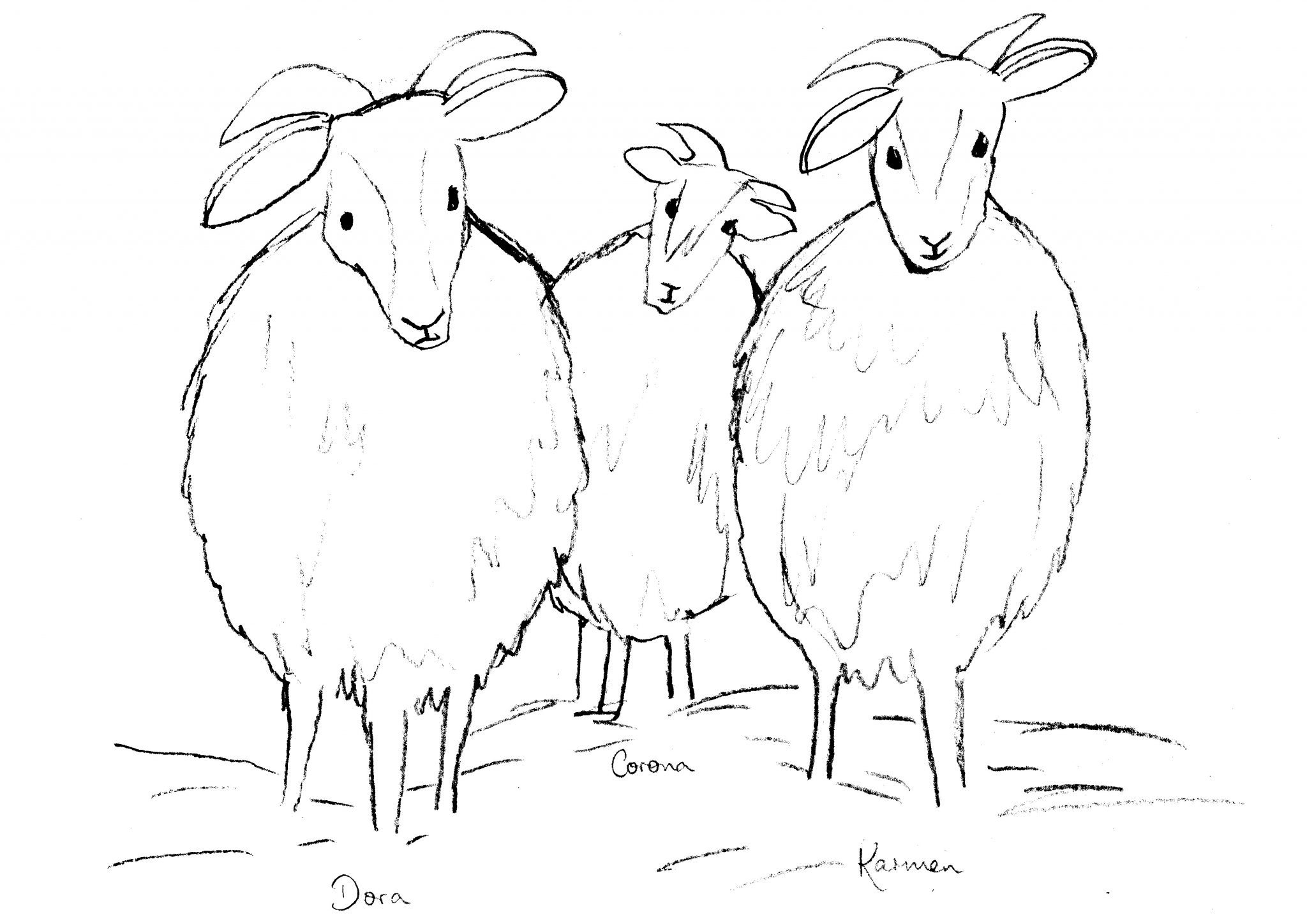 Jacob Sheep Sketch | Diane Antone Studio