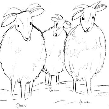 Jacob Sheep Sketch