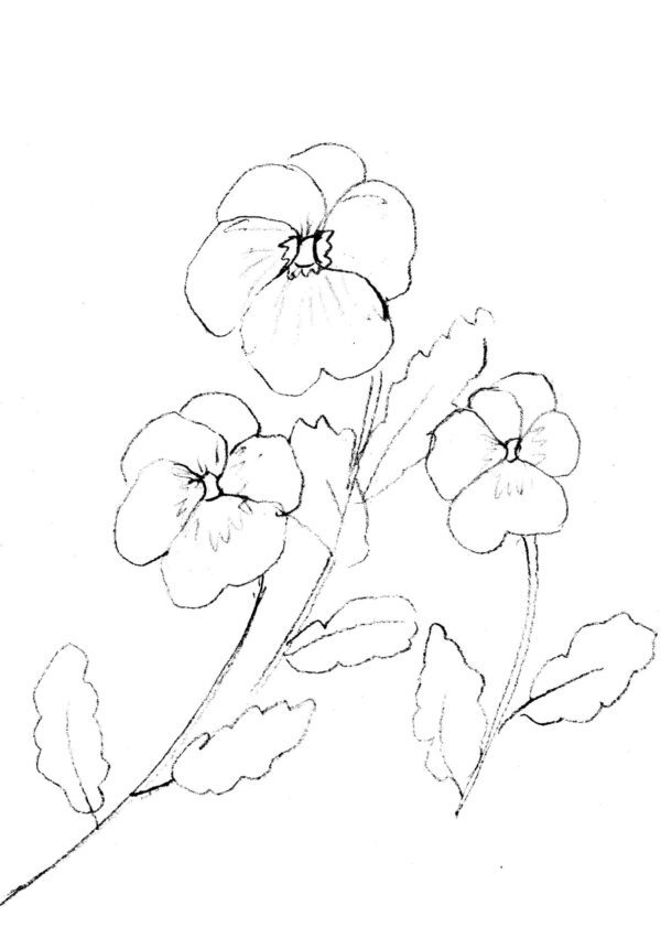 Flowers Sketch Bundle 1 - Image 4