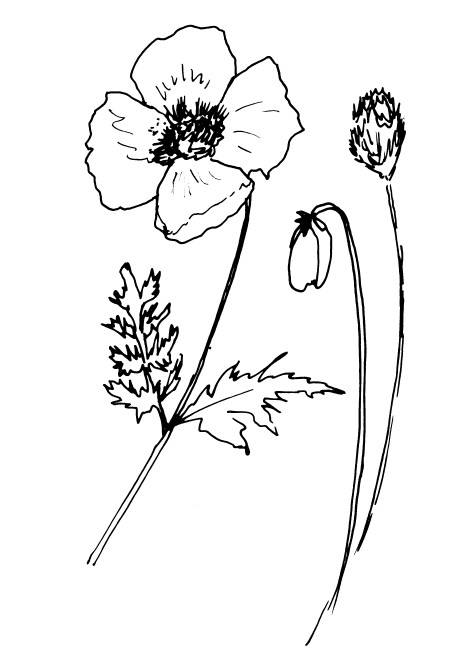 Pansy Flower Sketch, Botanical Print, Digital File, JPEG, Hygge Art Print,  A1, Large Line Drawing, Black White, Scandinavian Wall Decor - Etsy