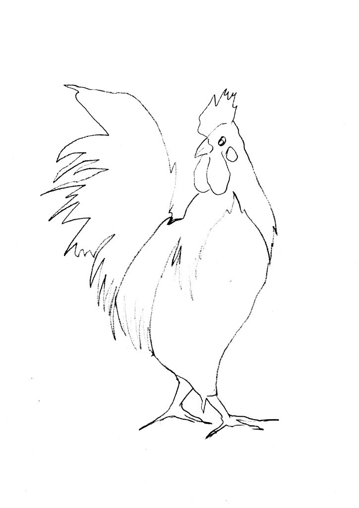 Rooster Sketch Diane Antone Studio   Rooster Sketch Diane Antone Studio 724x1024 