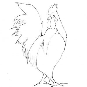 Rooster Sketch