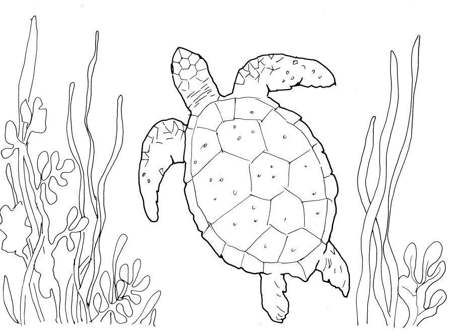 Easy Sea Turtle Drawing - HelloArtsy