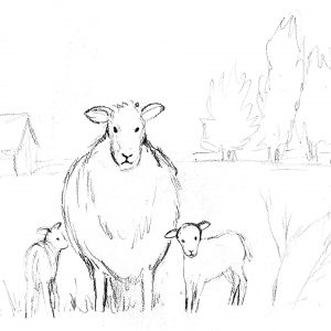 Sheep and Lambs Sketch