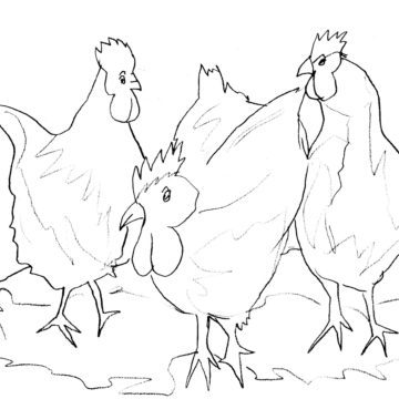 Three French Hens Sketch