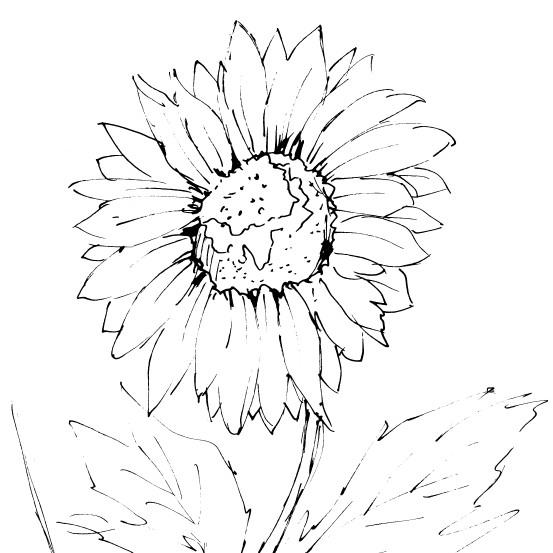 EASY How to Draw a Sunflower - Easy Tutorial for Kids