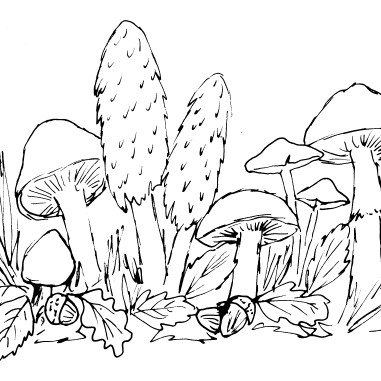 Woodland Mushrooms Sketch | Diane Antone Studio