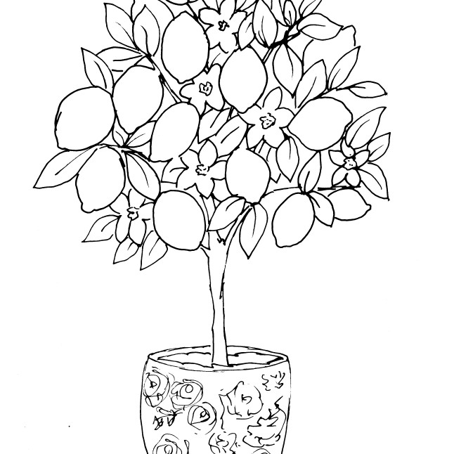 lemon tree illustration