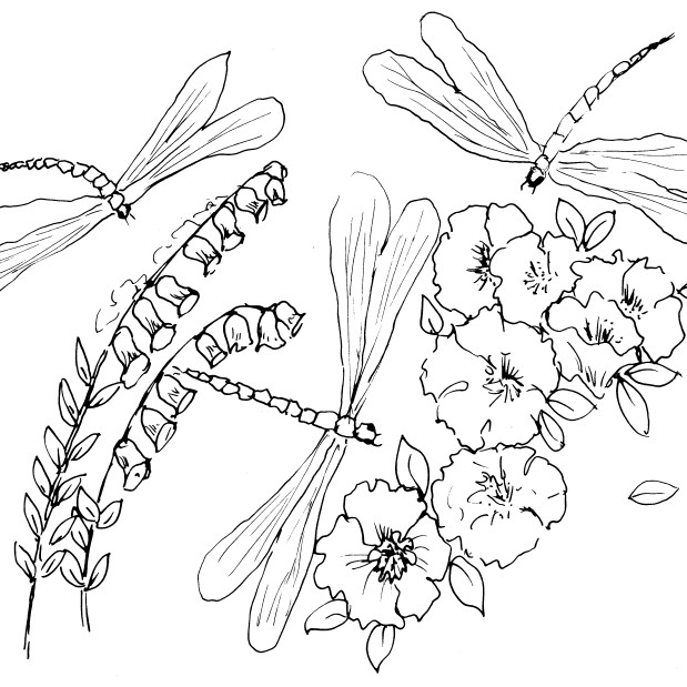 Dragonflies and Flowers Sketch | Diane Antone Studio