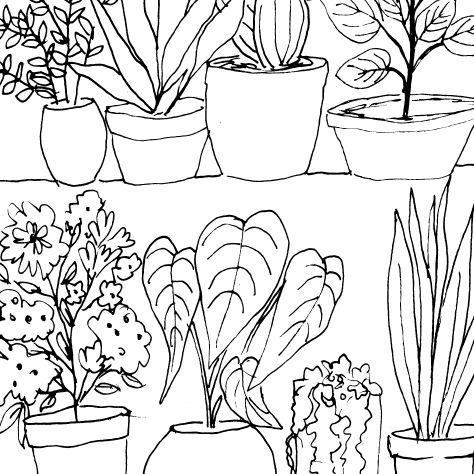 House Plants Sketch IV