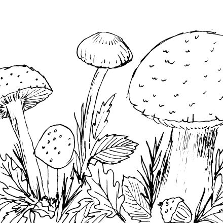 Woodland Mushrooms Sketch II