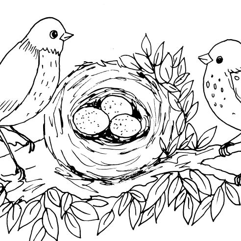 Birds and Nest Sketch