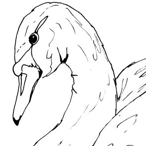 Swan Sketch