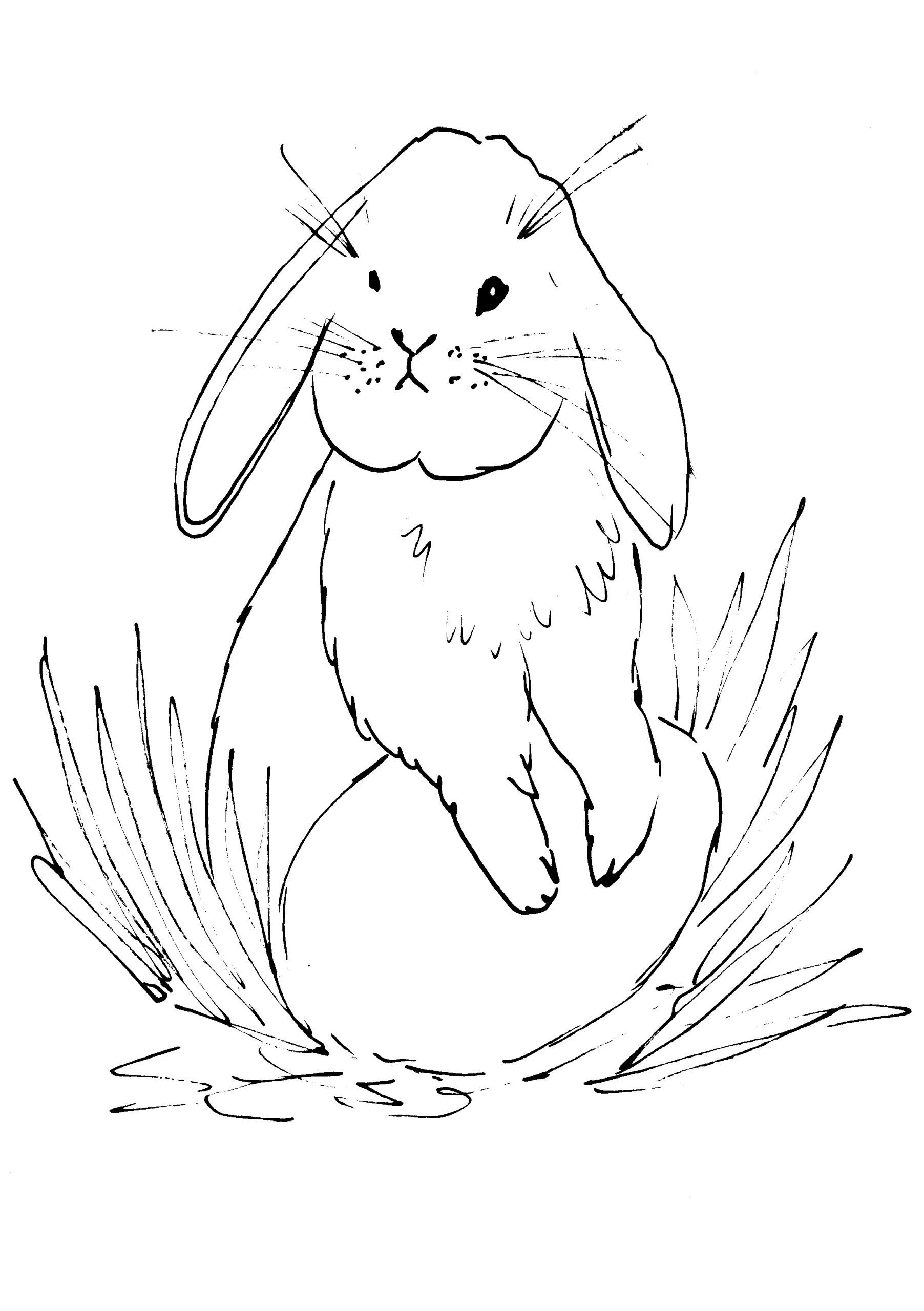 How To Draw The Easter Bunny, Step by Step, Drawing Guide, by Dawn -  DragoArt