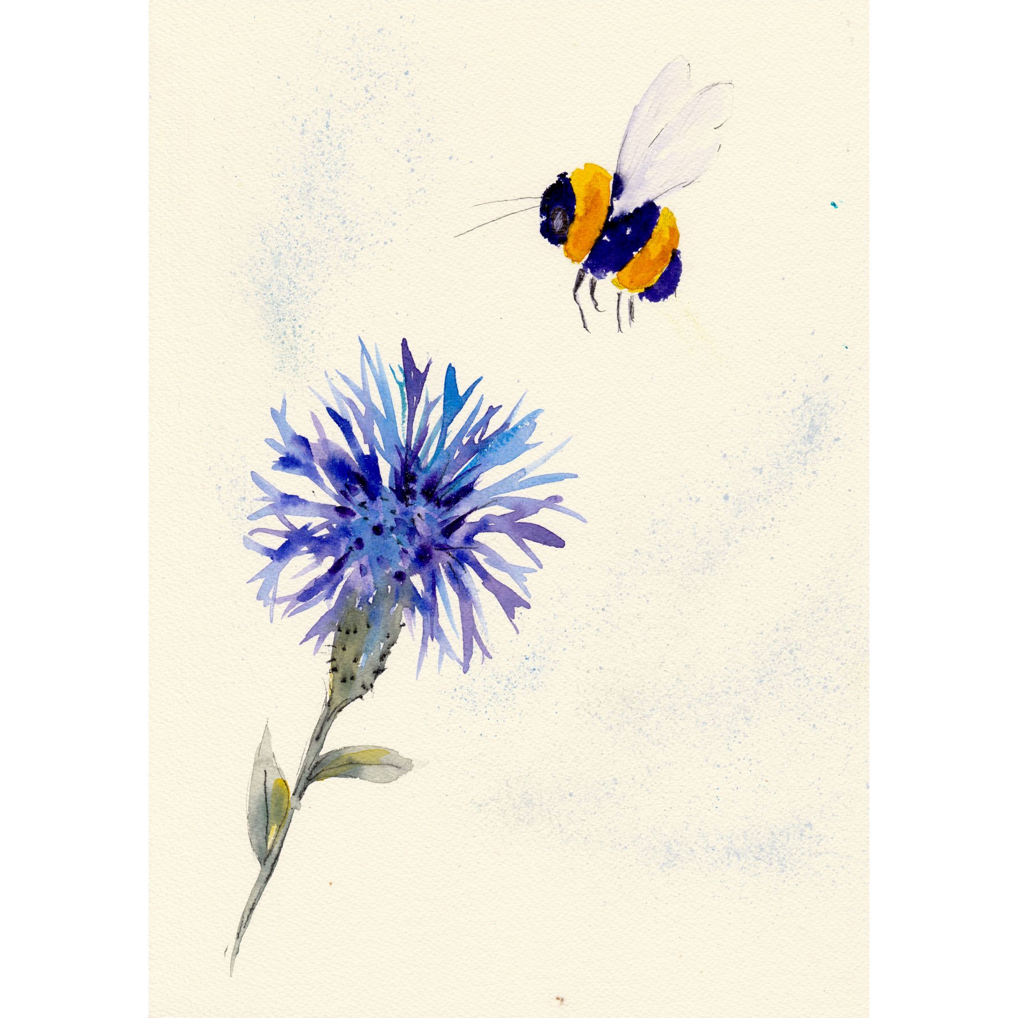 200724-9 Bumblebee on Cornflower – Diane Antone