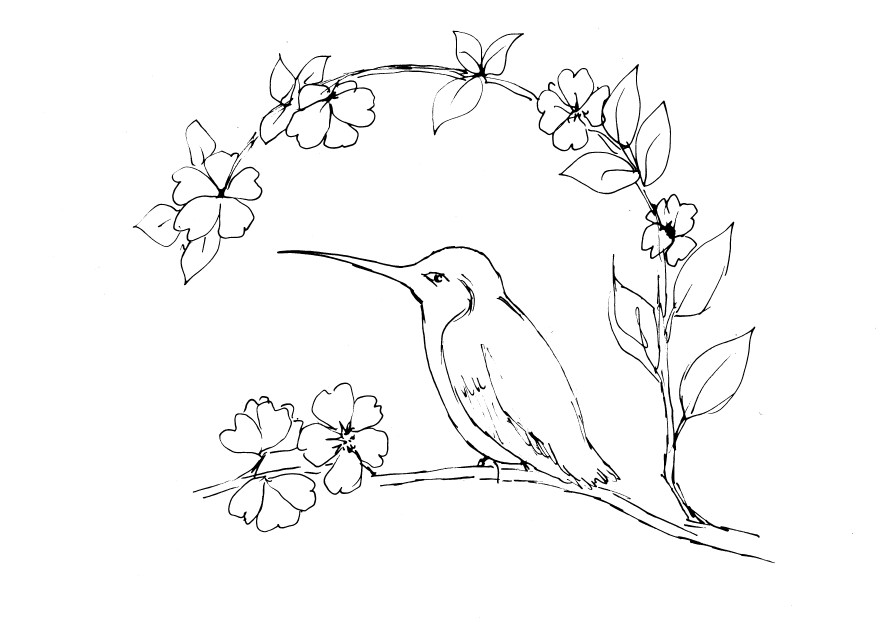 How to Draw a Cartoon Hummingbird